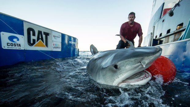 The OCEARCH crew tagged a record 20 tiger sharks in 11 days at the Ningaloo Reef.
