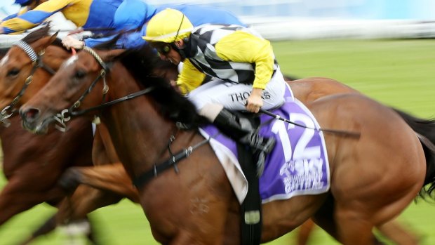 Gosford champ: Jockey Nathan Thomas rides Mighty Lucky to win the Sky Thoroughbred Central Festival Stakes at Rosehill.
