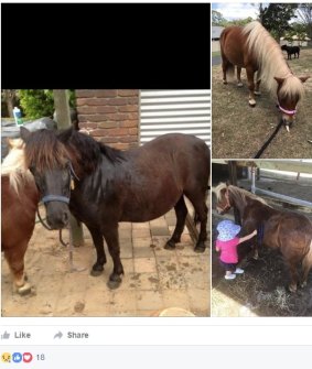 Two ponies were tragically found dead on Saturday after Logan River swelled and inundated homes and properties across the region.