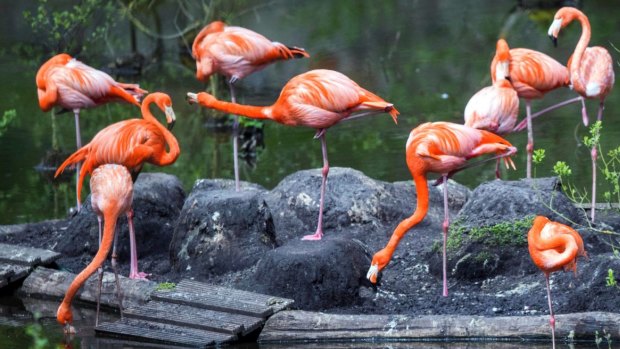 We only need one leg: a group of flamingos at a zoo in Germany.