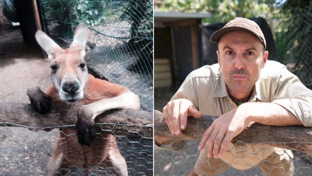Peel Zoo's David as Jack the kangaroo.