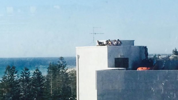 Did these guys get the best spot to enjoy the sunshine atop a roof in Scarborough