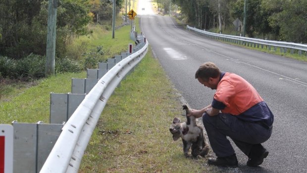Two years ago, fed-up resident Darren Mewett retrieved a dead koala from the side of the road.
