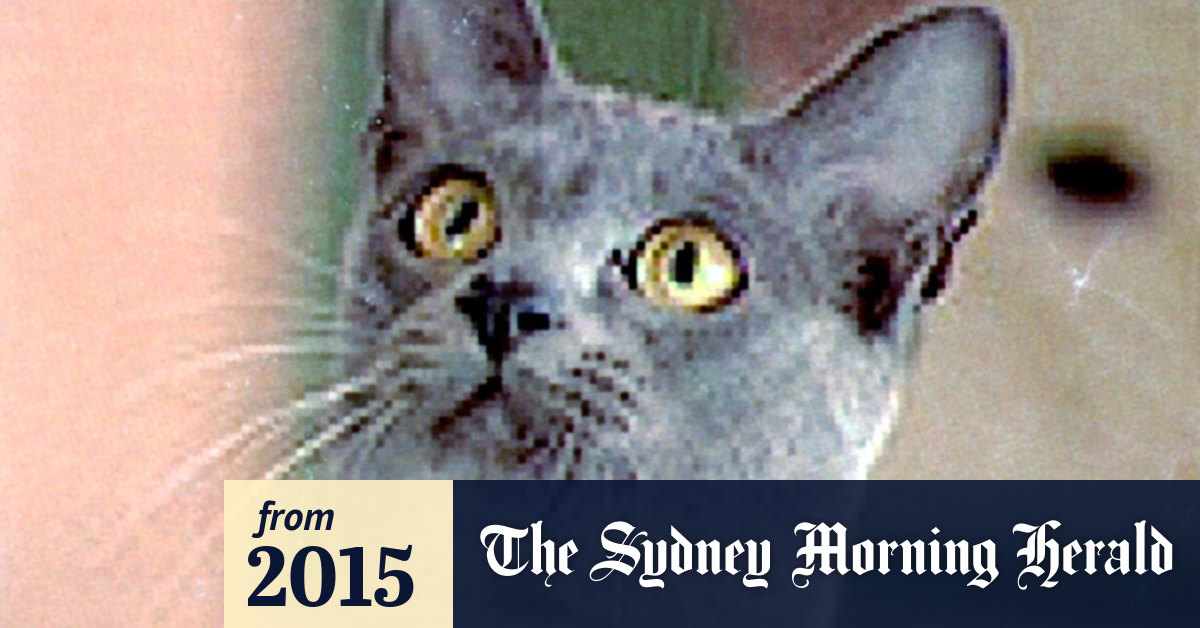 Heading Home Burmese Cats Going Back To Burma