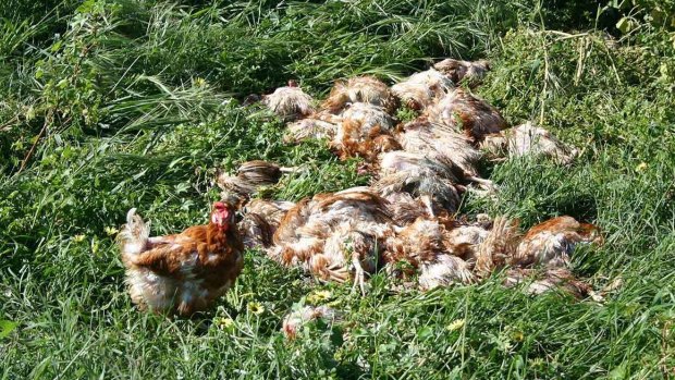 A laying hen stands in front of a pile of carcasses at Snowdale Holdins' Swan Valley Egg Farm, Carabooda. 