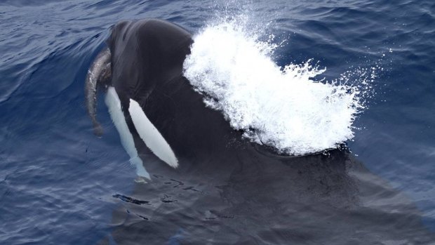 A killer whale making a dash for it after taking Patagonian toothfish from a commercial fishing line. 