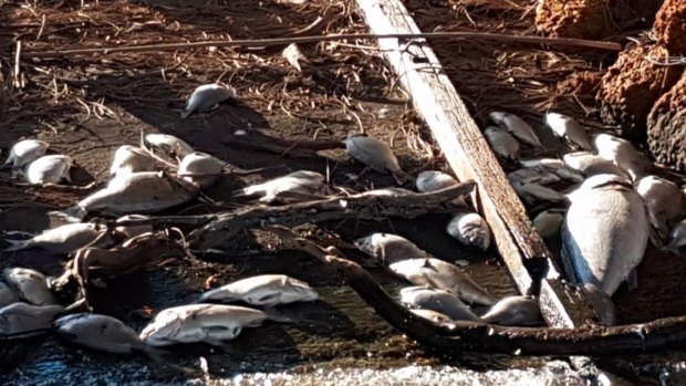 Dead bream and mulloway on the banks of the Murray River on North Yunderup on Sunday. 