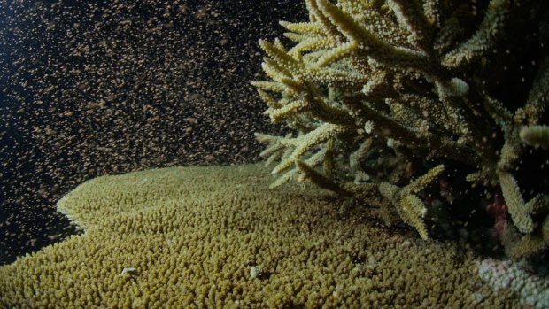  A perfect storm of weather and marine conditions has led to a mass coral spawning on the Great Barrier Reef.