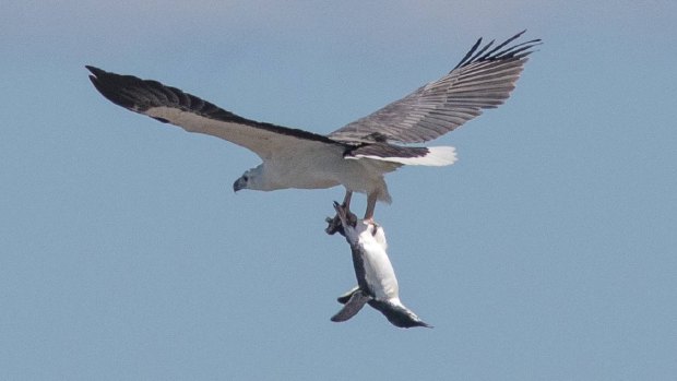 Penguin takes flight: John Prats thought the sea eagle had caught a salmon until he had a closer look. He agreed to his photograph being published to boost his message about getting outdoors.