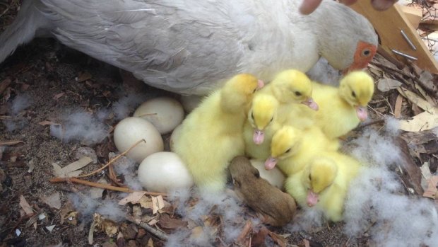 A mother duck and her ducklings were joined in their nest by a baby bandicoot. 
