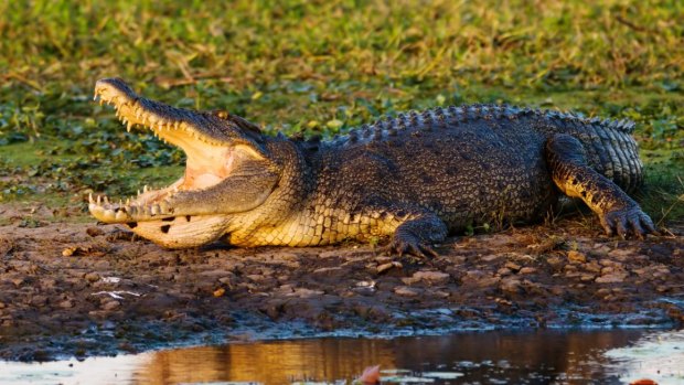 A monster salt water crocodile in Kakadu National Park.
