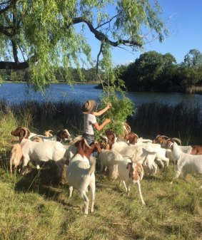 Herds for Hire brought goats to Lake Burley Griffin to rid the area of weeds like blackberry.