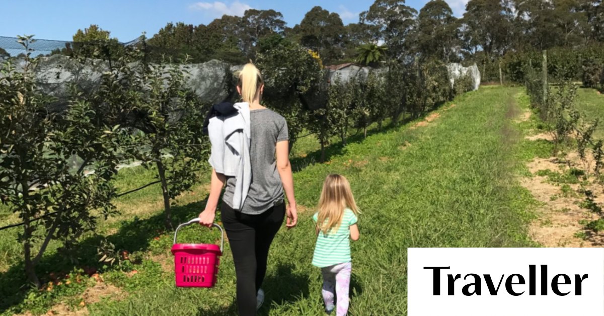 Pick your own apples season in Bilpin, Blue Mountains, NSW