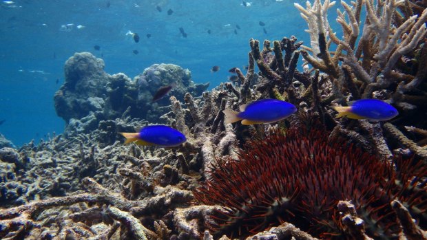 Damselfish in a degraded habitat in the northern part of the Great Barrier Reef