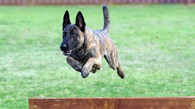 Police dog Mako in action.