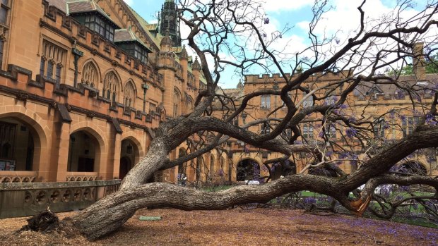 The fallen jacaranda tree in the University of Sydney quadrangle. 