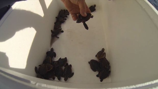 The Baby loggerhead turtles were taken 20km off the coast of Mooloolaba to the East Australian Current.