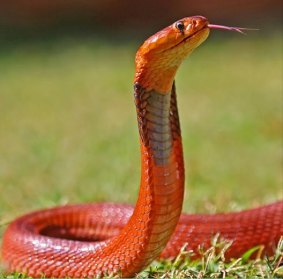 The red colouring of the Sudan cobra warns of its potent venom.