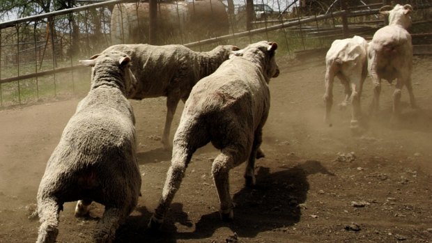 Sheep are said to have been 'roaming the village' causing havoc by breaking into homes. 