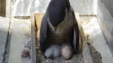 Thirty Three Floors Above Collins St Webcam Captures A Pair
