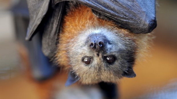 Hendra virus occurs naturally in flying foxes.