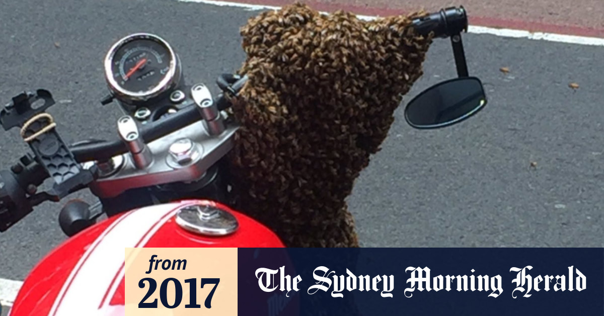 Swarm Of Bees Converge On Sydney Cbd During Lunchtime Rush