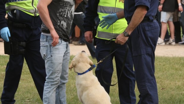 A police sniffer dog in action at a Sydney music festival. 