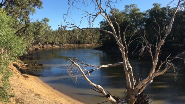 The Murray River at Moama, scene of the alleged drowning 