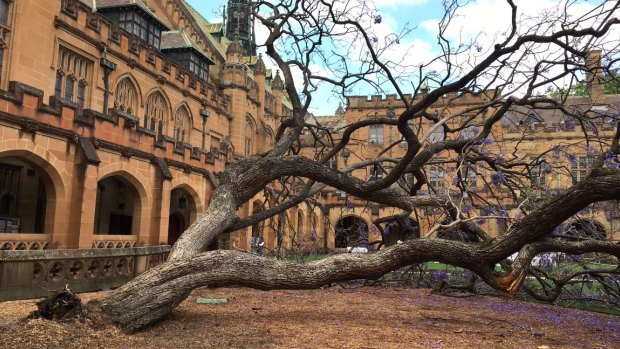 The fallen jacaranda tree in the University of Sydney quadrangle. 