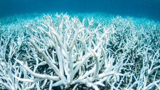 Bleaching near Port Douglas last month as sea temperatures exceed coral thresholds.