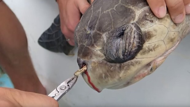 A plastic straw is removed from turtle's nose by marine biologists. 