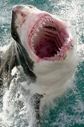 A group of great white sharks are reportedly engaged in a feeding frenzy on a whale carcass off the Mornington Peninsula beach.
