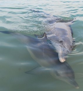 Nicky with her calf Missel before she died