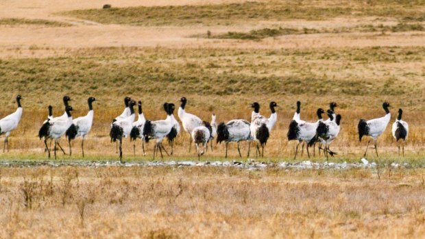 Black-necked cranes in Phobjika Valley.