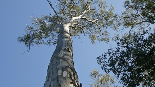 Loss of habitat continues to threaten Queensland's native fauna. 