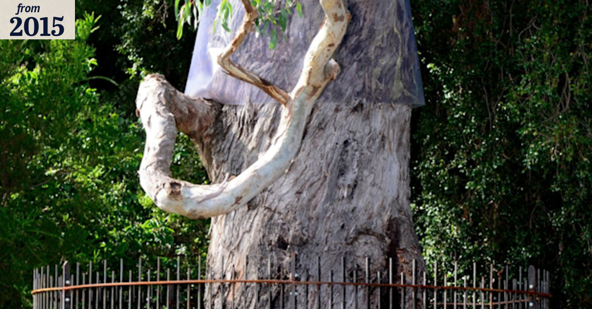Melbourne's Separation Tree close to the end of its life