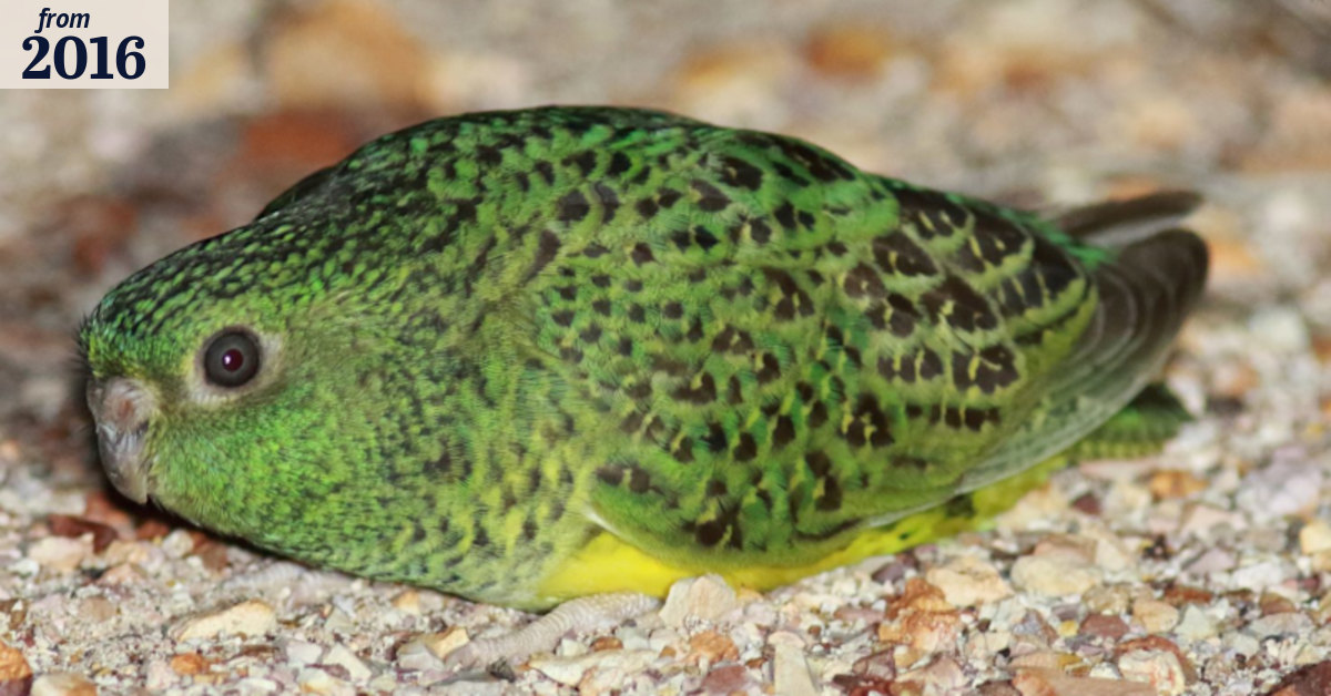 Night parrots sweating over climate warming