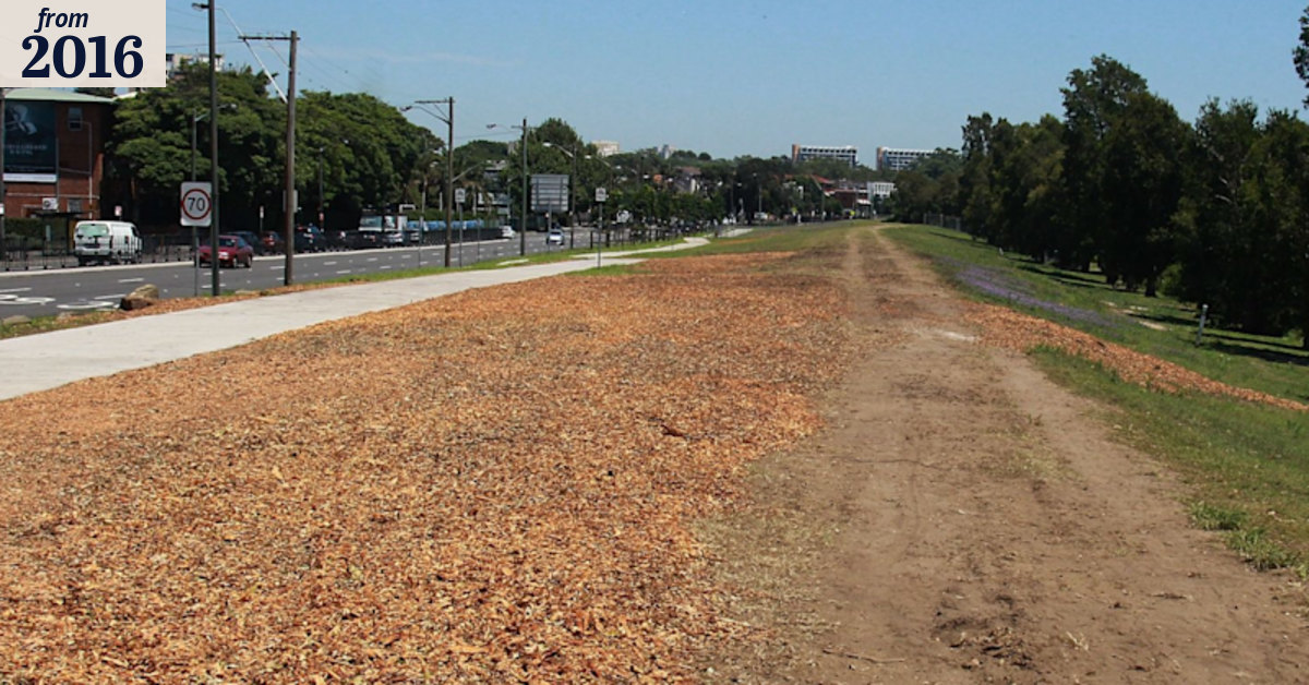 Sydney light rail: scores of trees cut down