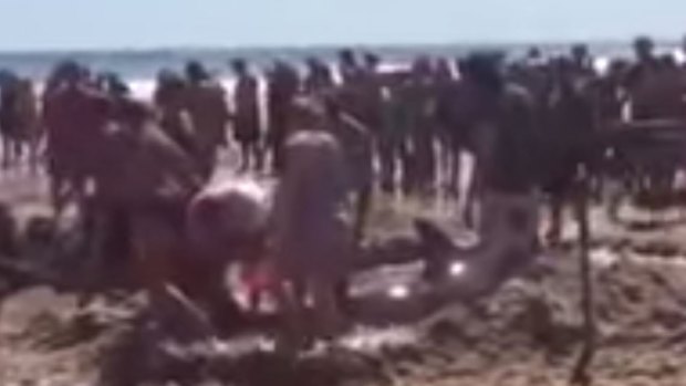 Beachgoers attempt to rescue a great white on a Massachusetts beach.