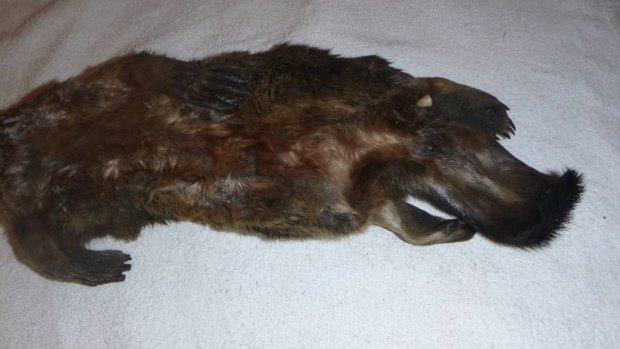 The body of one of the dead platypuses, which had its head cut off.