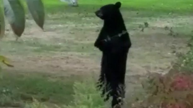 Pedals, the bear who walks on his hind legs.