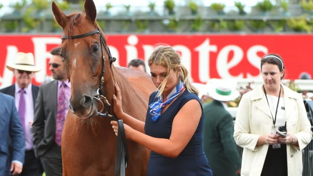The Quarterback is walked back to the mounting yard after he was scratched in dramatic circumstances at the barrier before the Lightning Stakes on Saturday. 
