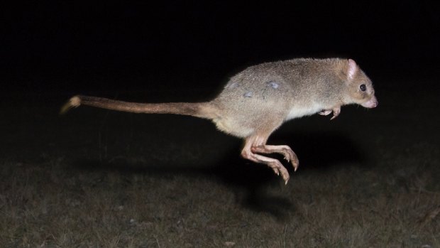 A bettong in the Mulligans Flat Woodlands Sanctuary.