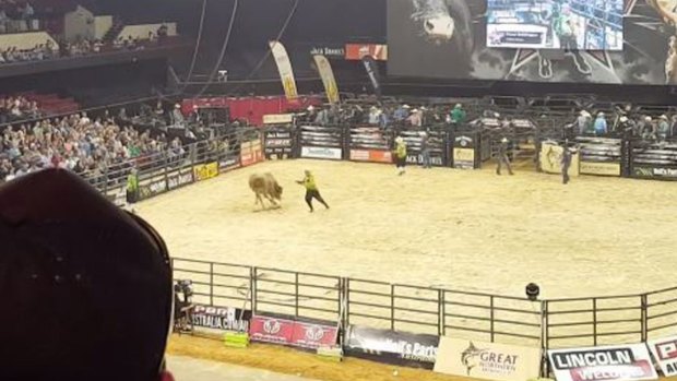 A bucking bull snapped its leg while being ridden at an Adelaide rodeo.