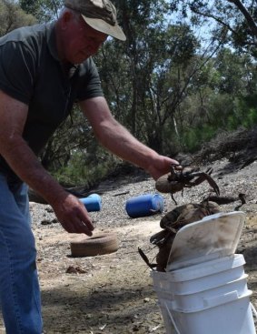 Joe Hetherington collects dead marron which washed up on the banks of the Collie River.