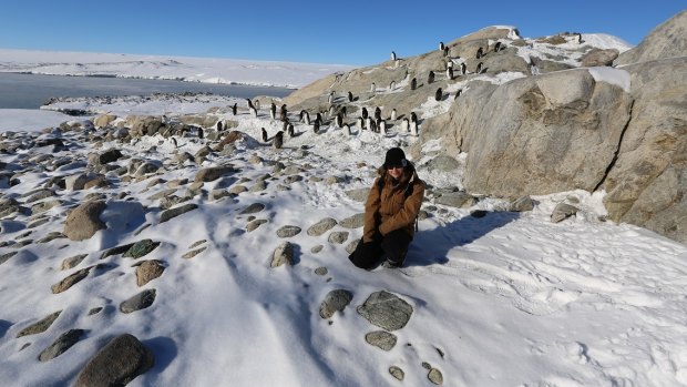 Central Queensland University student Kate Senekin with a colony of penguins near Casey Station in Antarctica.
