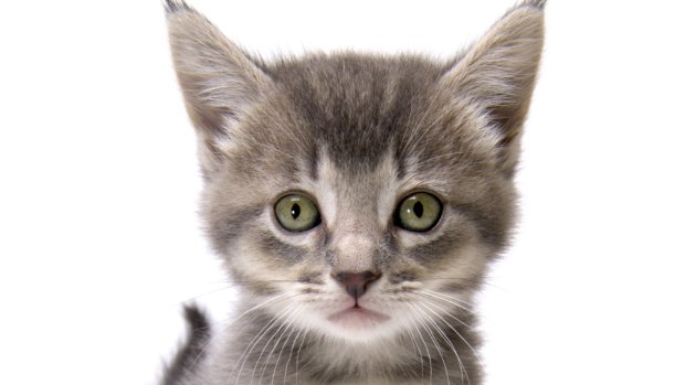 Brisbane City Council has been accused them of leaving nursing kittens behind to starve to death.