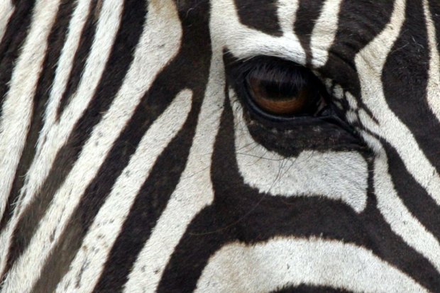 Stripes don't save zebras from predators, research shows