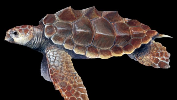 Sea turtle: <i>Bouliachelys suteri</i>, named for John and Richard Suter. 