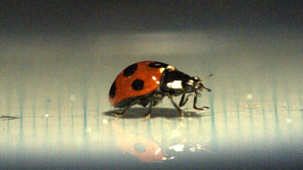 The wings of a ladybird could revolutionise the design of umbrellas.